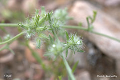 Cryptantha nevadensis
