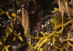 Lycopodium japonicum