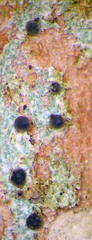 Bacidia leucocarpa