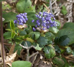 Ceanothus gloriosus porrectus