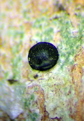 Bacidia leucocarpa