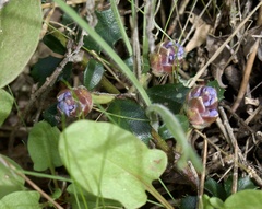 Ceanothus gloriosus porrectus
