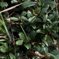 Ceanothus gloriosus porrectus