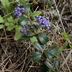 Ceanothus gloriosus porrectus