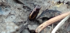 Notiophilus sylvaticus