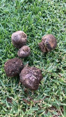 Fungi