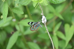 Ithomia agnosia pellucida