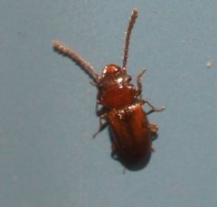 Laemophloeidae