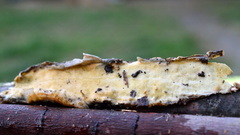 Gloeoporus pannocinctus