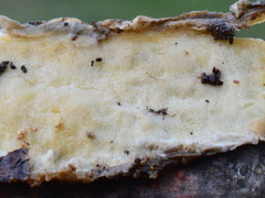 Gloeoporus pannocinctus