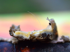 Gloeoporus pannocinctus