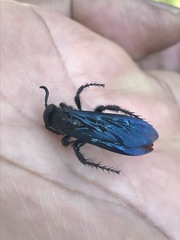 Scolia mexicana