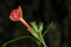 Ipomoea rubriflora