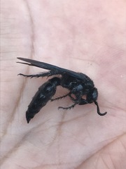 Scolia mexicana