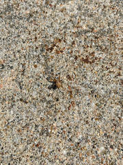 Araneidae