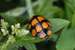 Botanochara decempustulata
