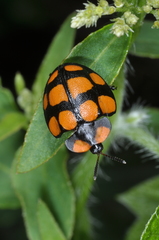 Botanochara decempustulata