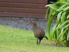Gallirallus australis hectori