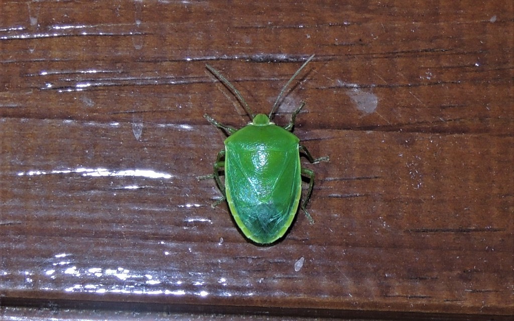 Glaucias from Strathdickie QLD 4800, Australia on February 20, 2022 at