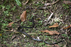 Chironius septentrionalis