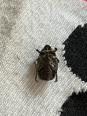 Coleoptera