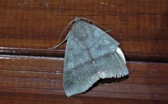 Ophiusa hituense