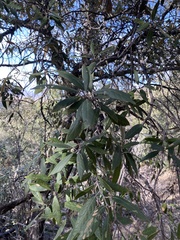 Quercus hypoleucoides