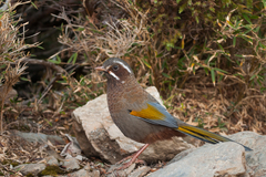 Trochalopteron morrisonianum