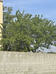 Colophospermum mopane