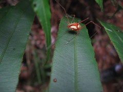 Cynorta bromeliacia