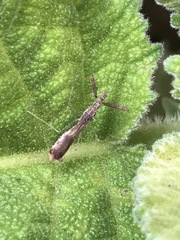 Bactrodes spinulosus