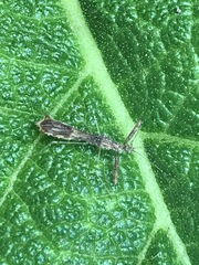 Bactrodes spinulosus