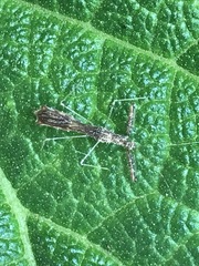 Bactrodes spinulosus