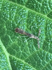 Bactrodes spinulosus