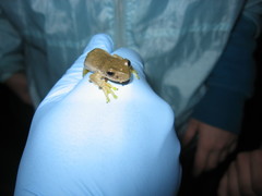 Ptychohyla hypomykter