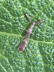 Bactrodes spinulosus