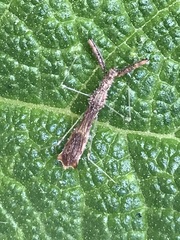 Bactrodes spinulosus