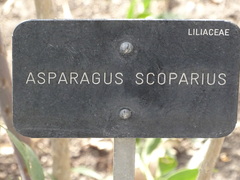 Asparagus scoparius