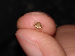 Araneus triguttatus