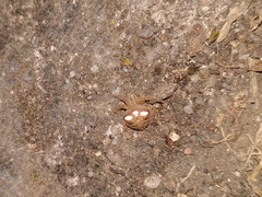 Araneus triguttatus