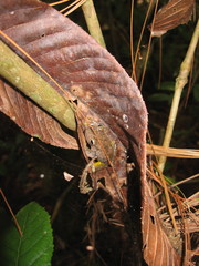 Ptychohyla hypomykter