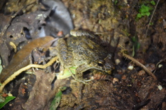 Leptodactylus validus