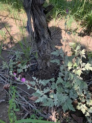 Sphaeralcea mendocina
