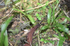 Macroperipatus torquatus