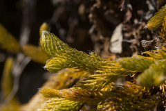 Lycopodium japonicum