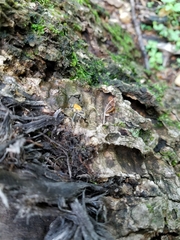 Pterallastes thoracicus