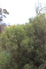 Geijera linearifolia