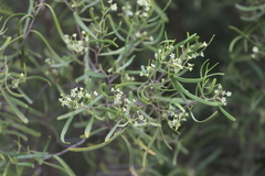 Geijera linearifolia