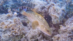 Dusky Grouper