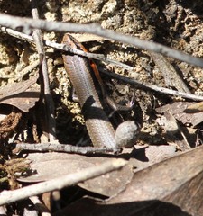 Acritoscincus platynotus